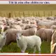 Đức Giê-su là cửa ràn chiên